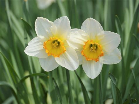 水仙 花|水仙（スイセン）とは？花言葉や育て方、季節、種類。